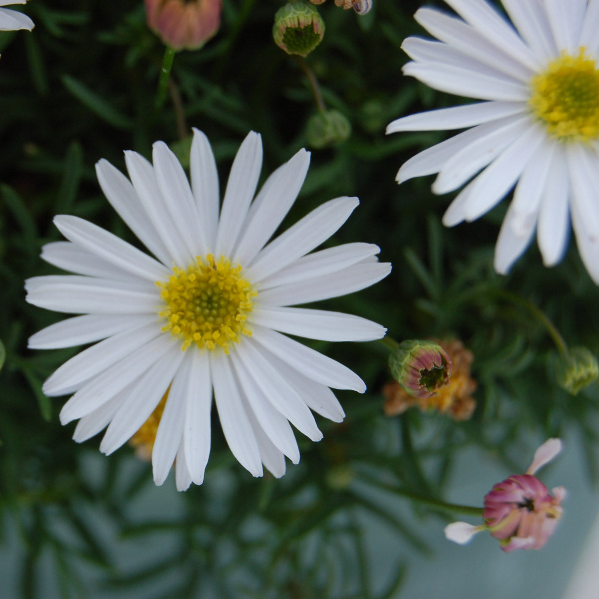 Brachyscome Surdaisy White