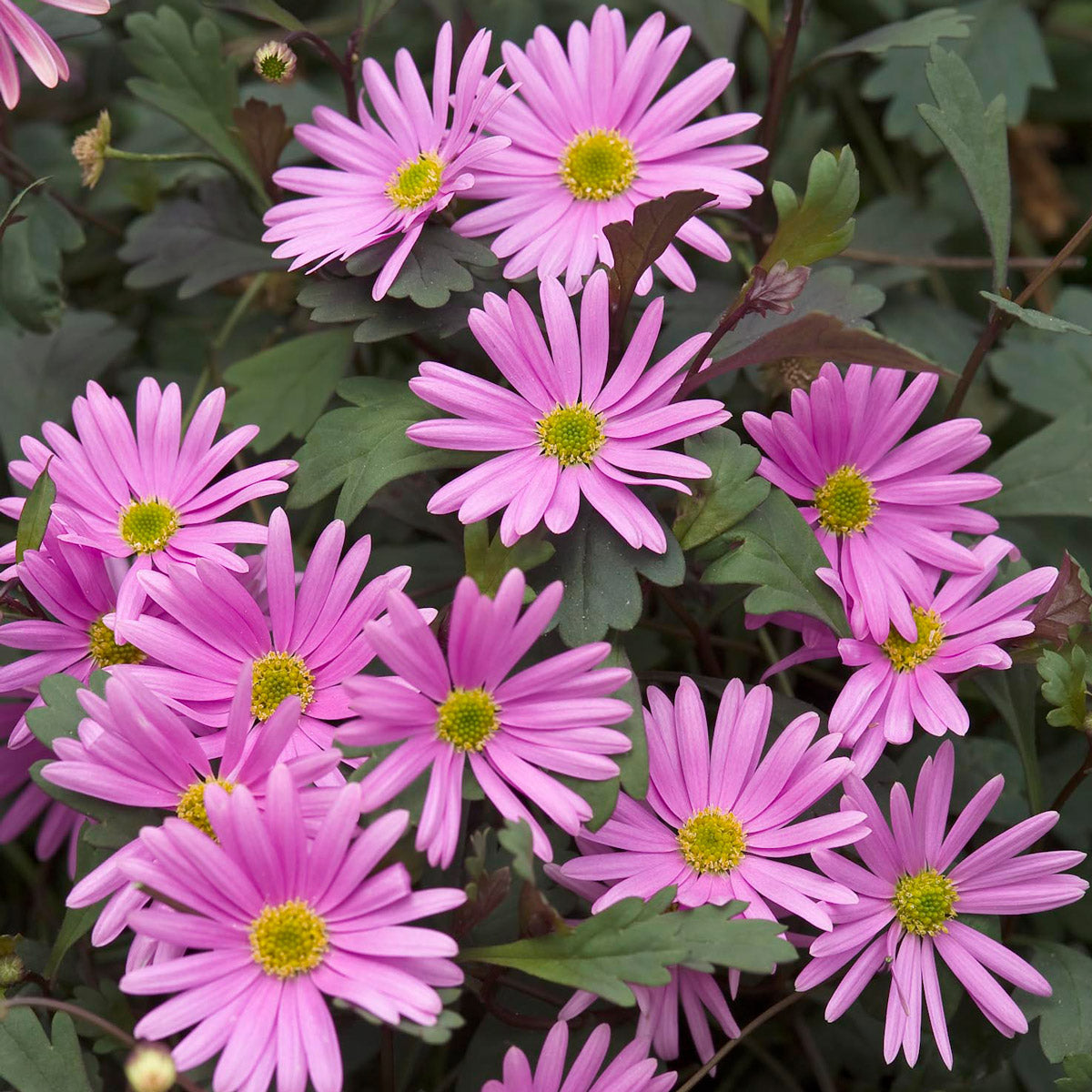 Brachyscome Surdaisy Pink