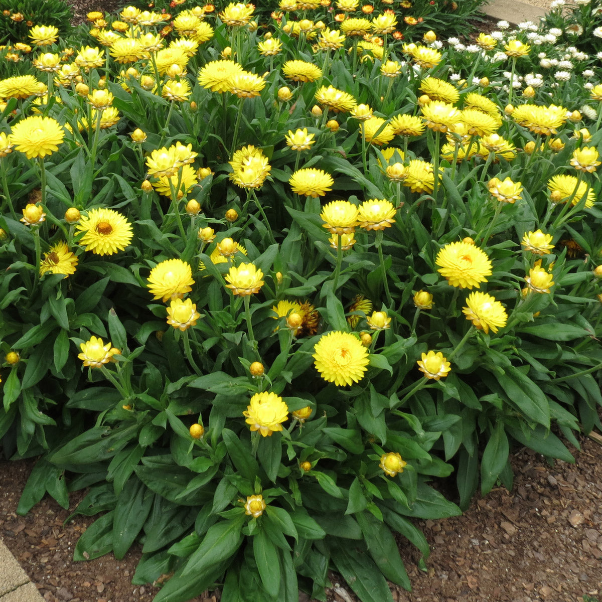 Bracteantha Granvia Gold