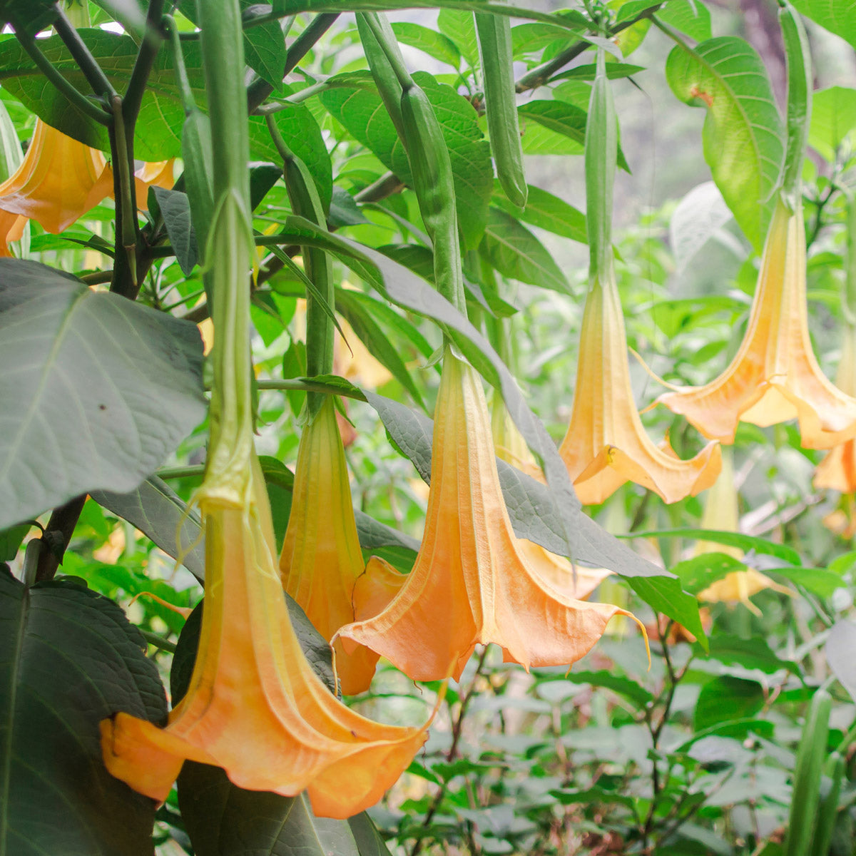 Brugmansia Mango Cornet