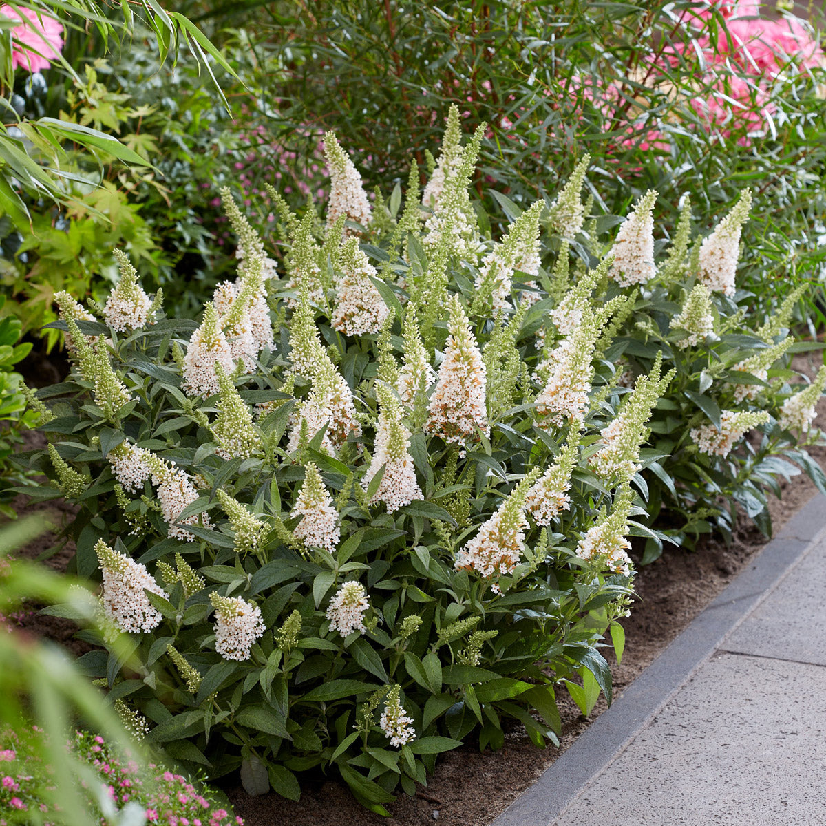 Buddleja Candy Little White