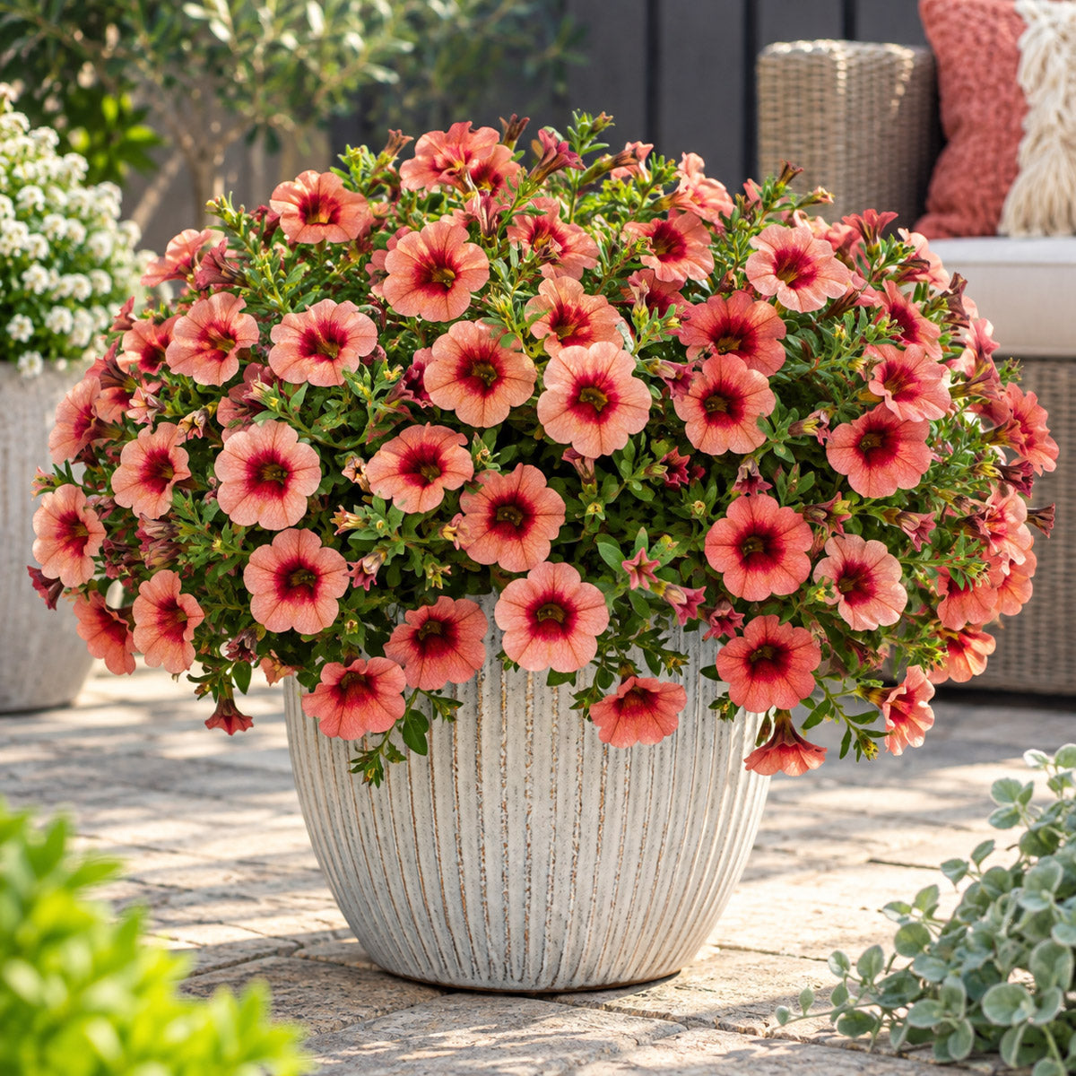 Calibrachoa Bloomtastic Peach Grenadine