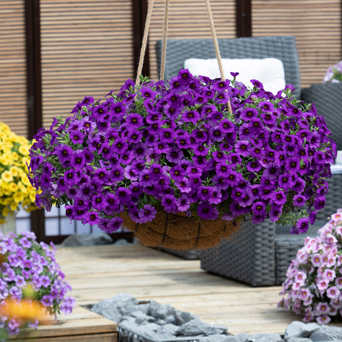 Calibrachoa Bloomtastic Purple