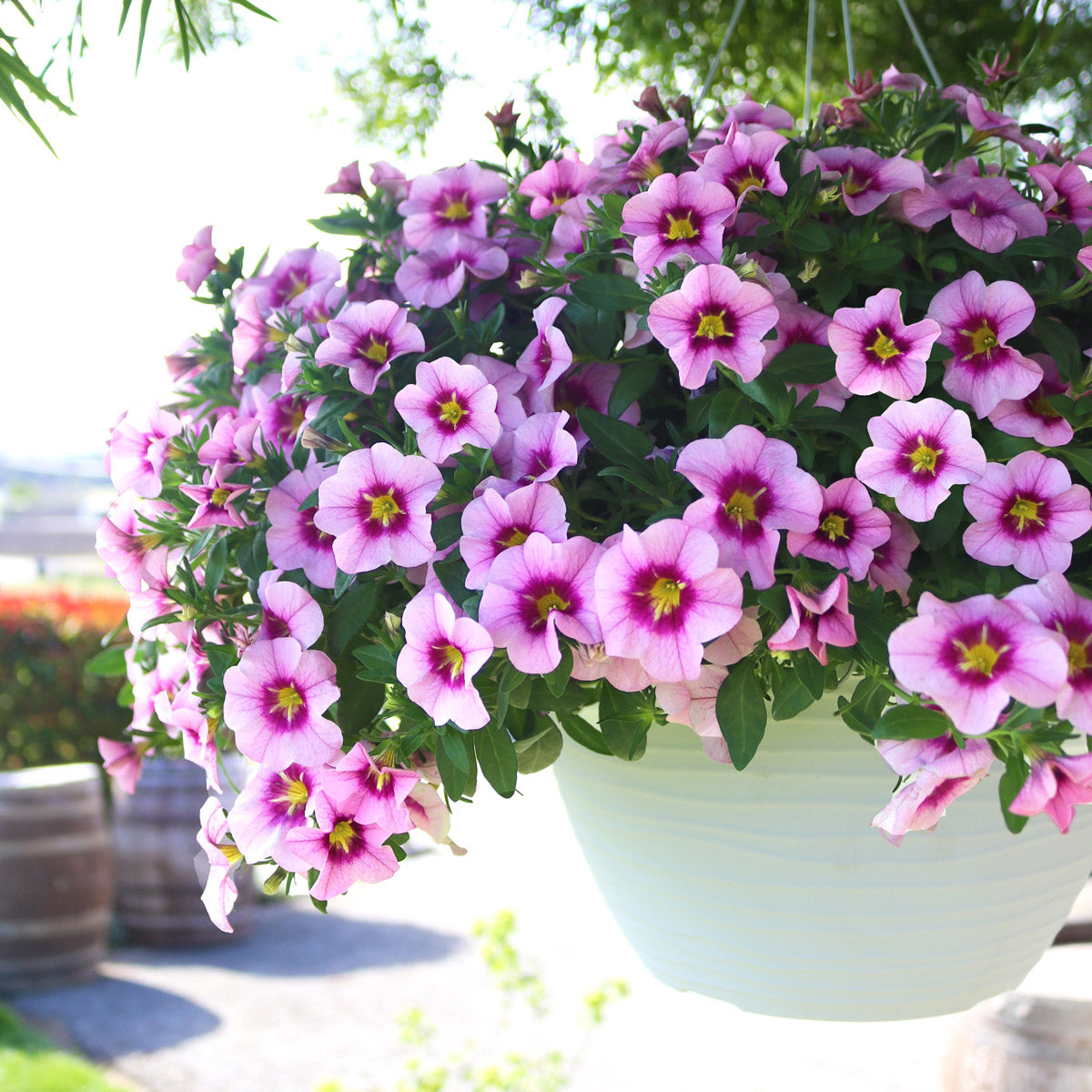 Calibrachoa Bloomtastic Rose Quartz