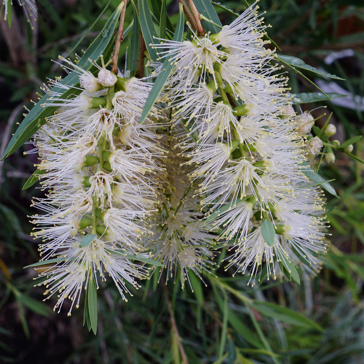 Callistemon Clearview White