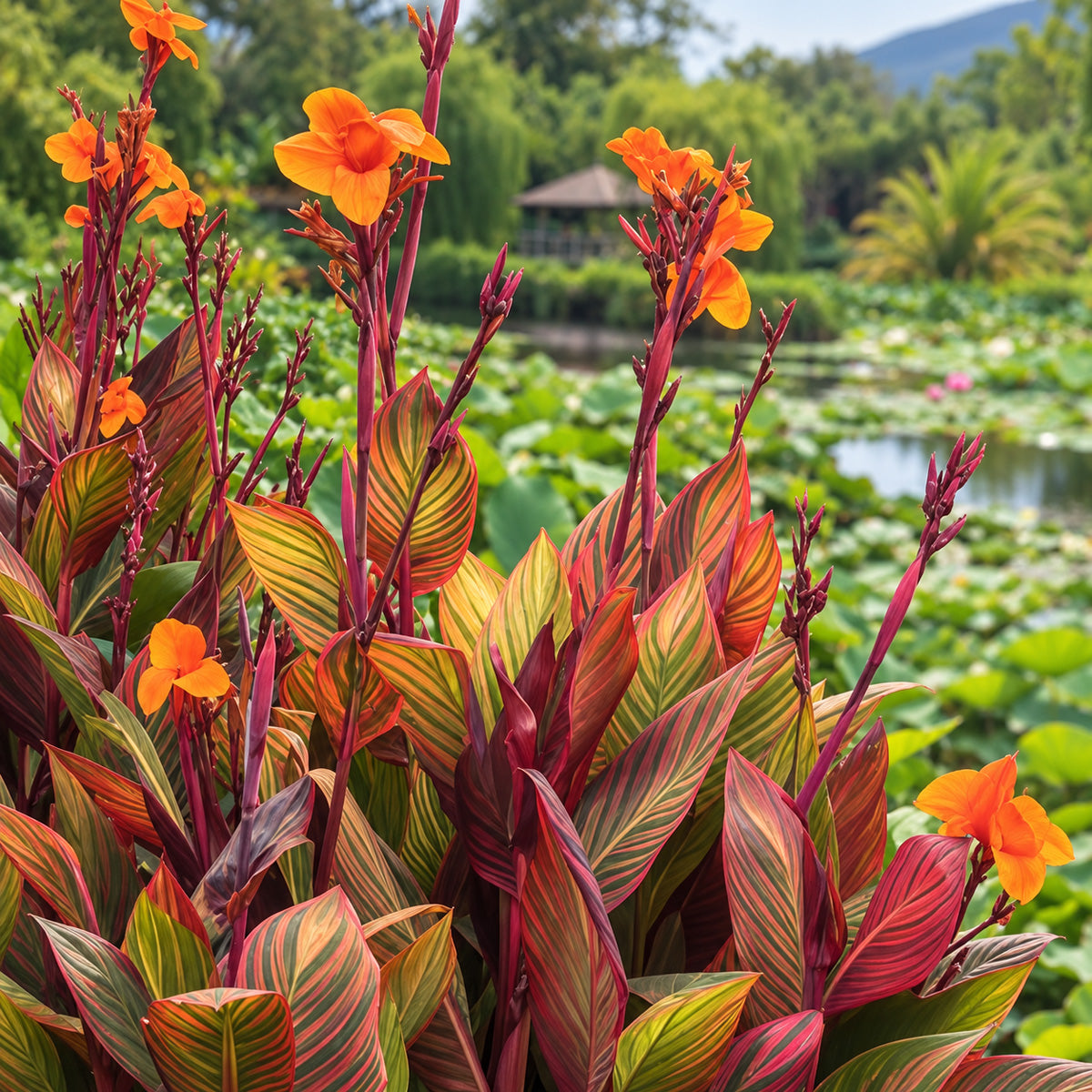 Canna Lily 'tropicanna' PBR
