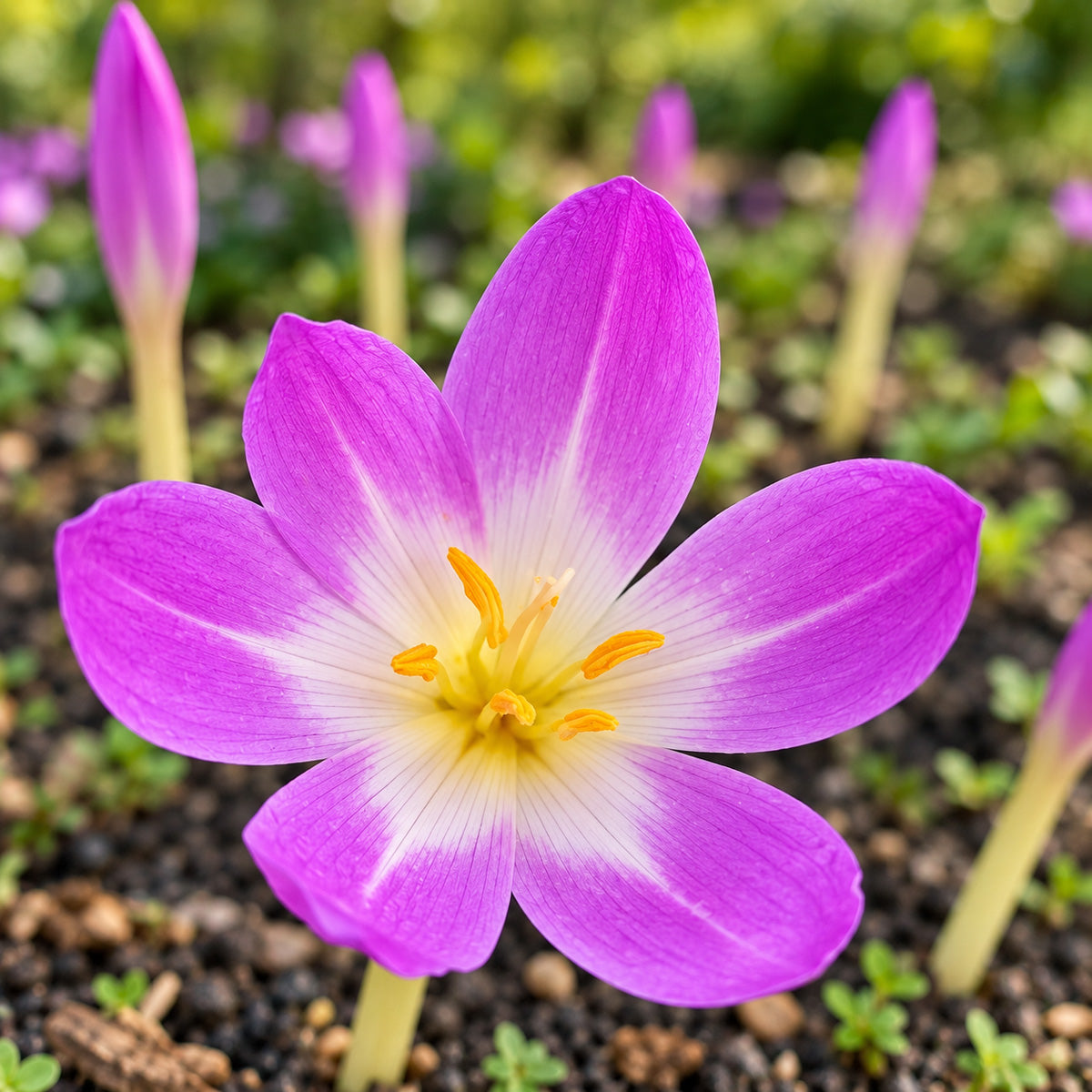 Colchicum Bornmeulleri