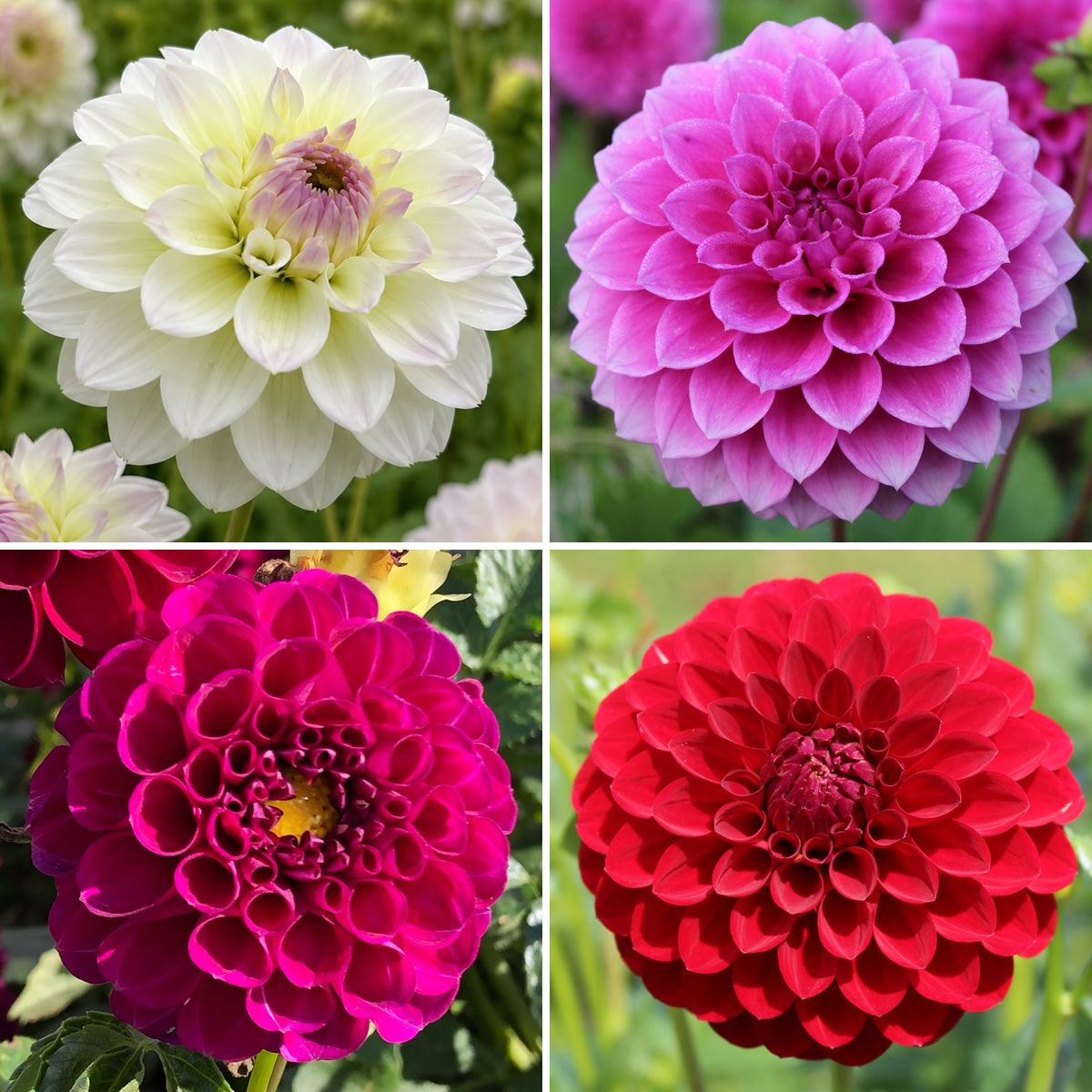 Dahlia Ball Collection