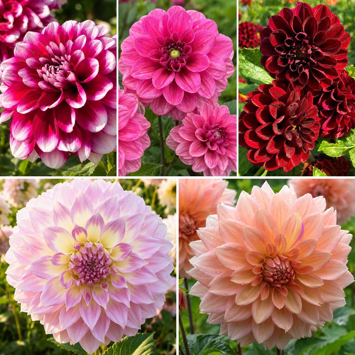 Dahlia Decorative Collection 2