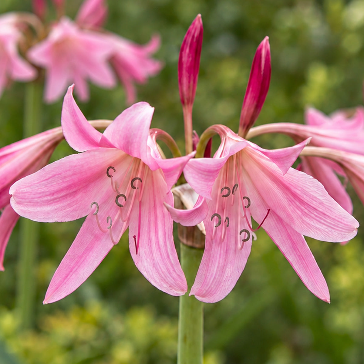 Crinum Lily Pink