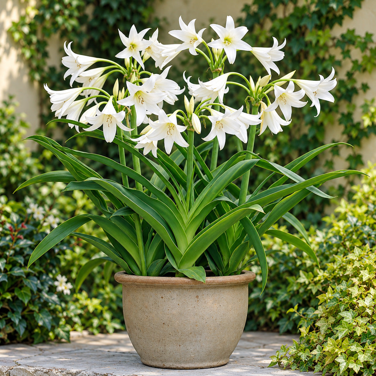 Crinum Lily White