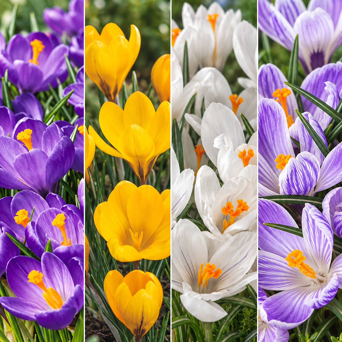 Crocus Collection