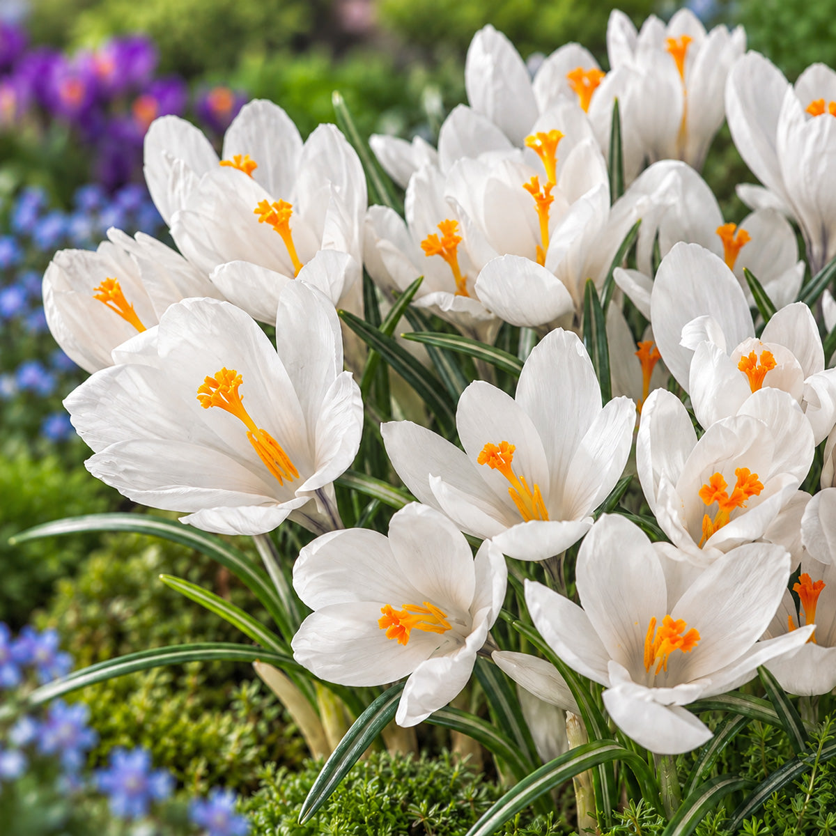 Crocus Jeanne D'Arc