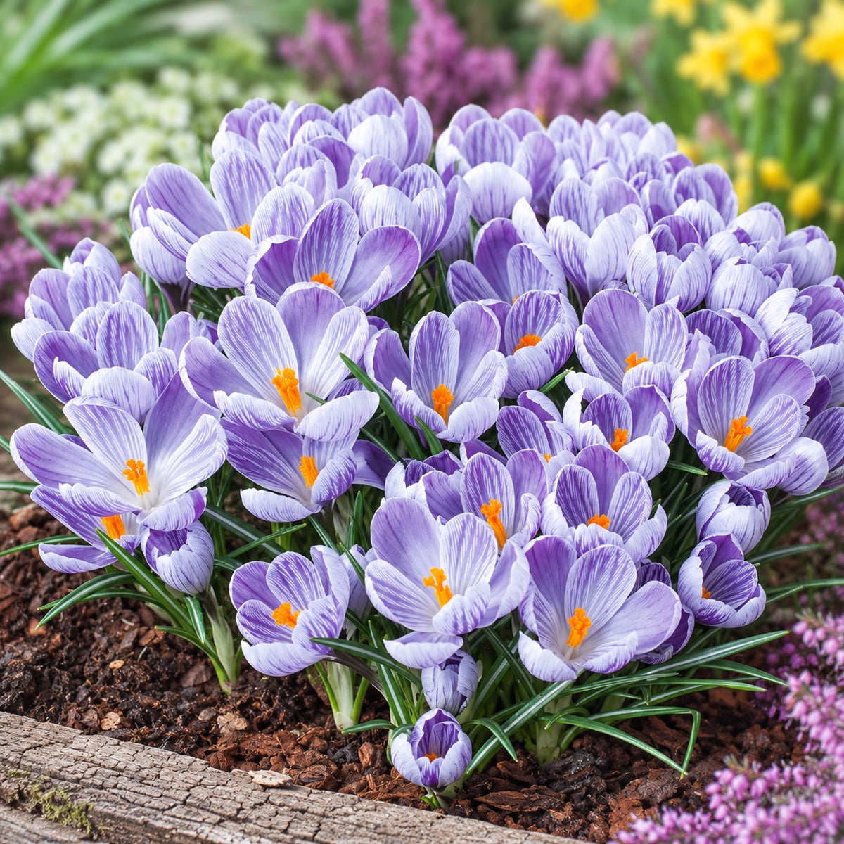 Crocus King Of The Striped