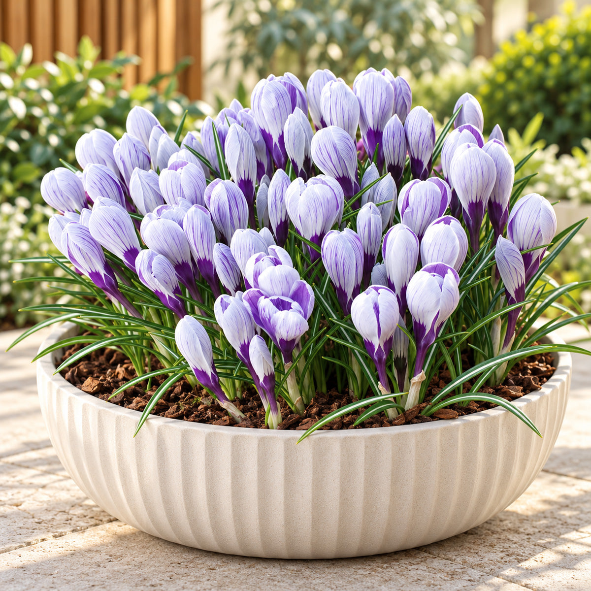 Crocus King Of The Striped