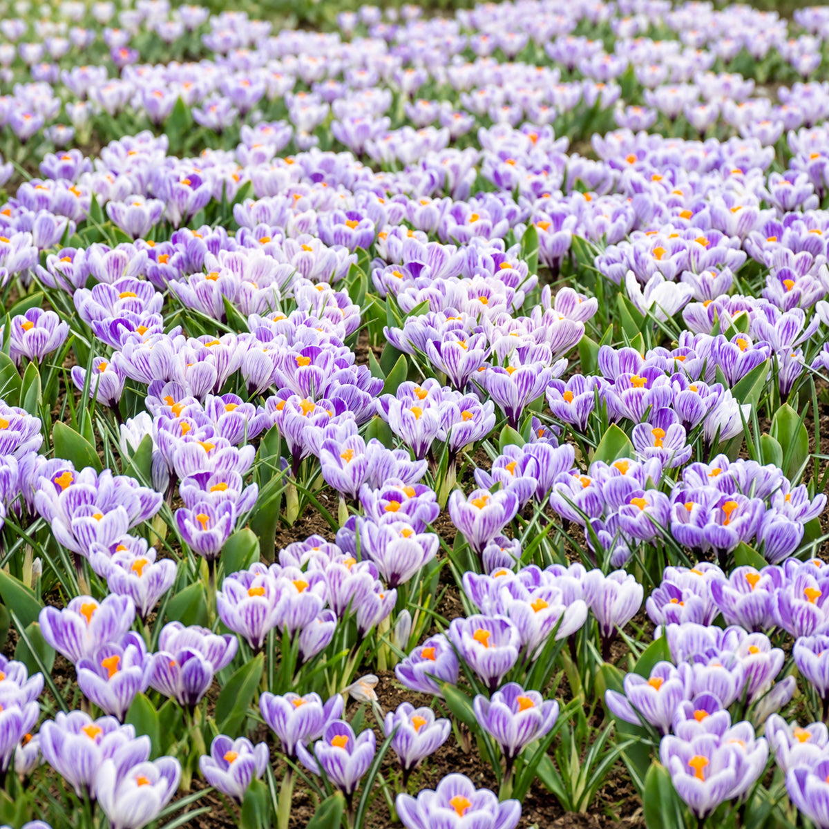 Crocus Pickwick