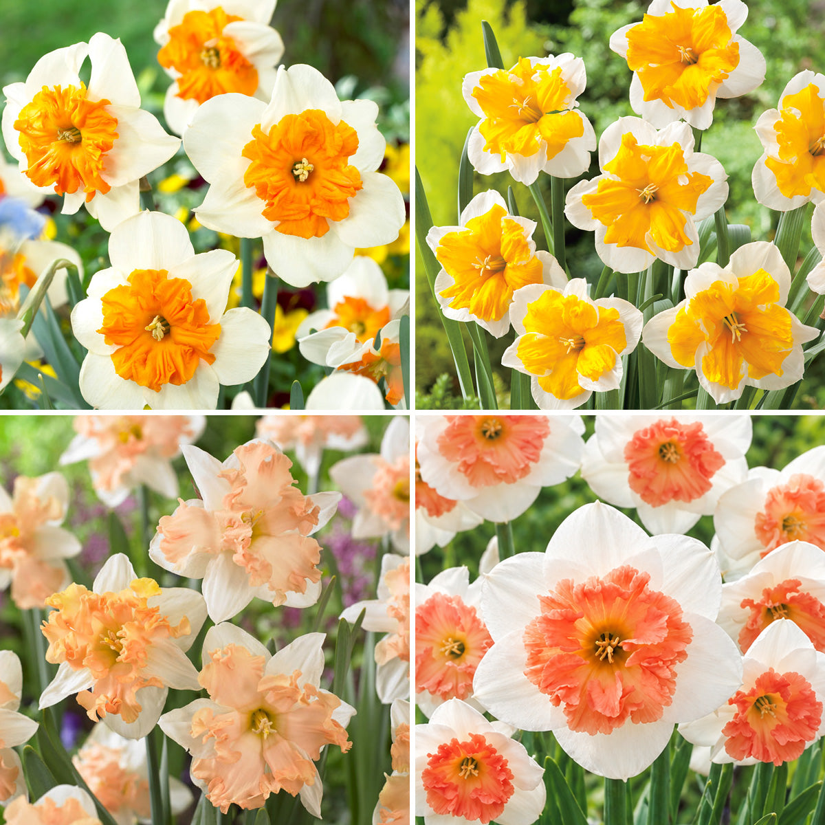 Daffodil Butterfly Collection