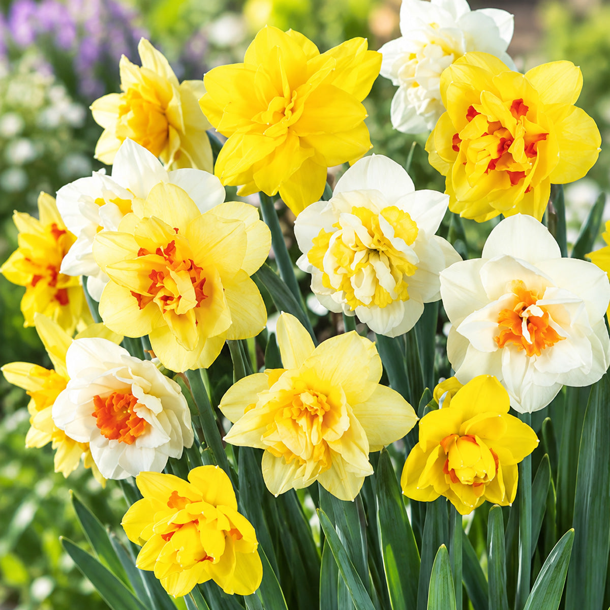 Daffodil Double Mixed
