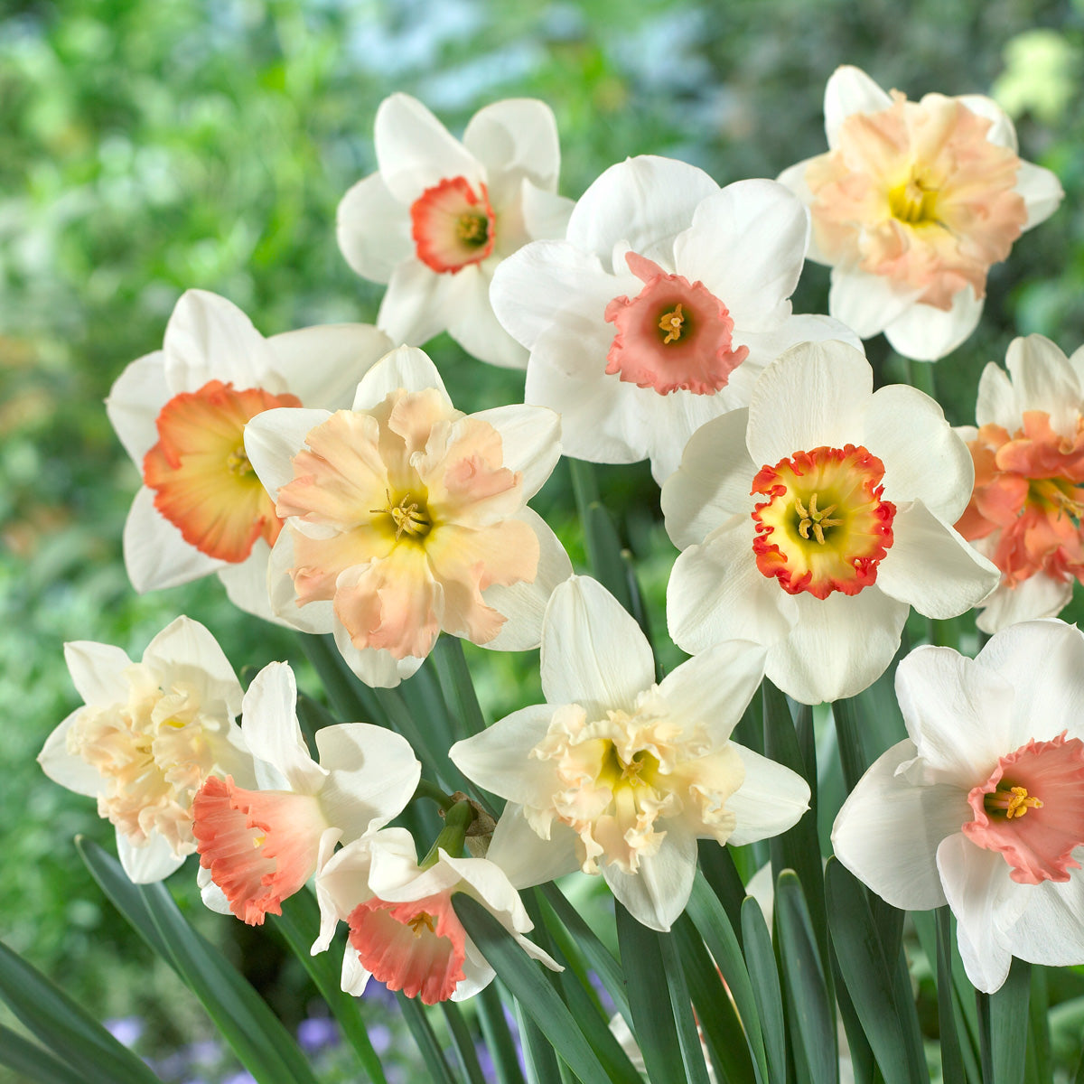 Daffodil Pink Mixed