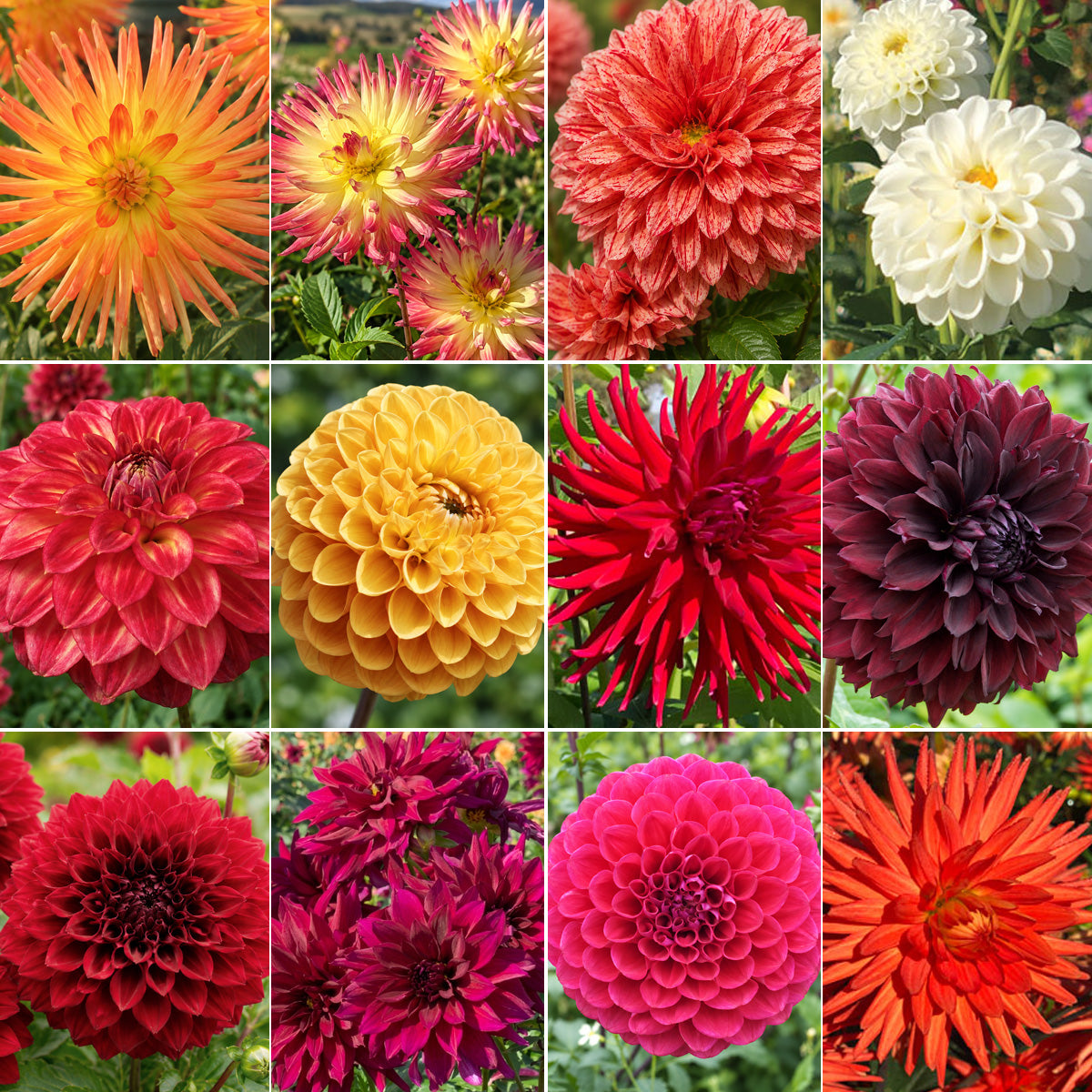 Dahlia Ultimate Sunset Collection