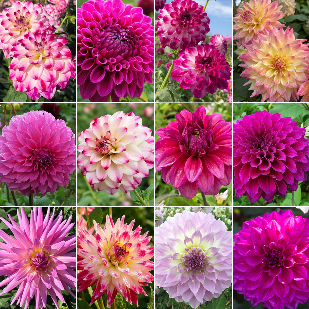 Dahlia Ultimate Twilight Collection
