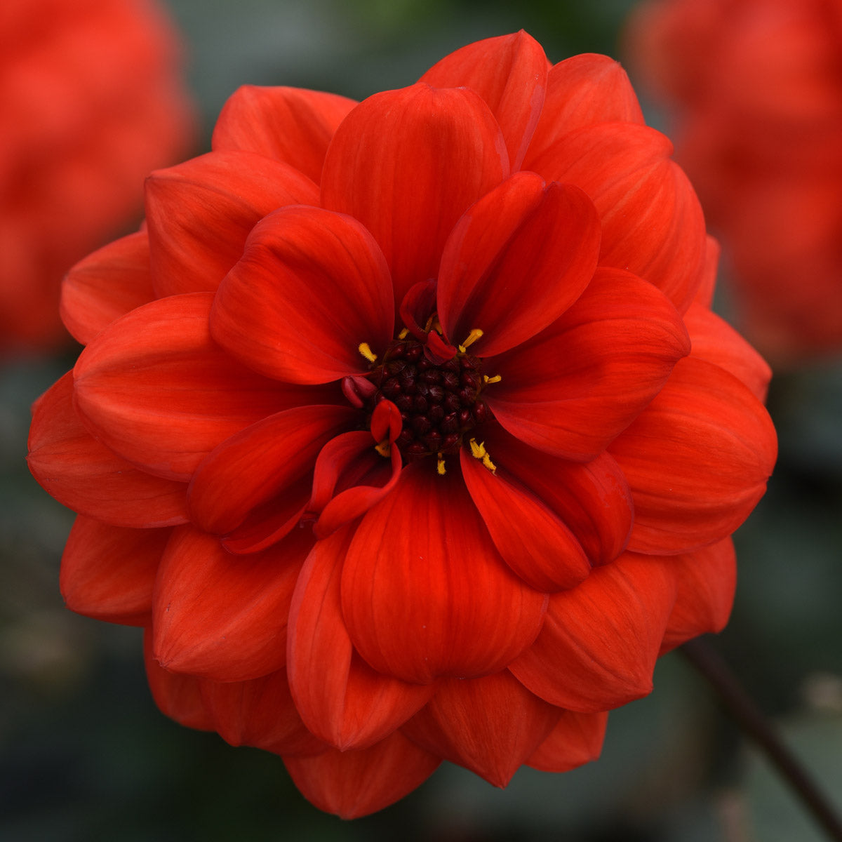 Dahlia City Lights Orange