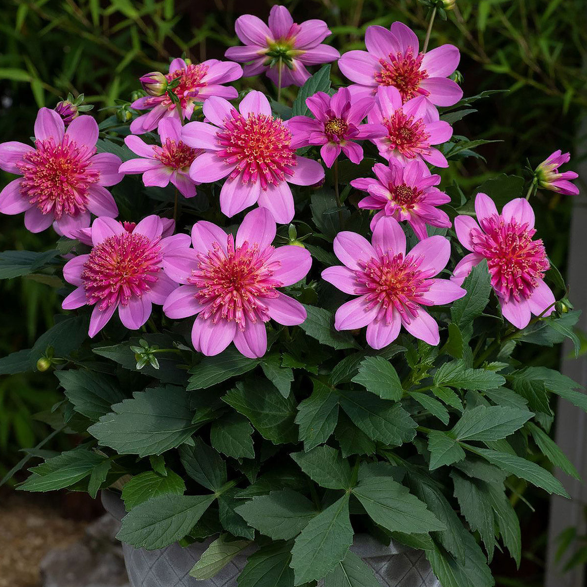Dahlia Dalina Starburst Pink