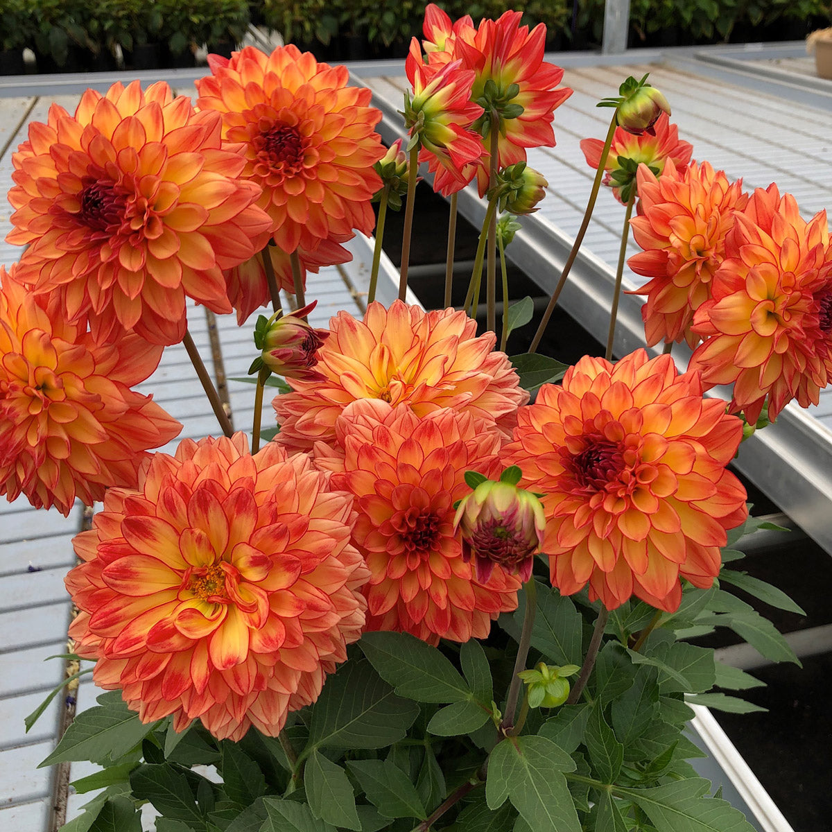 Dahlia Dalina Tequila