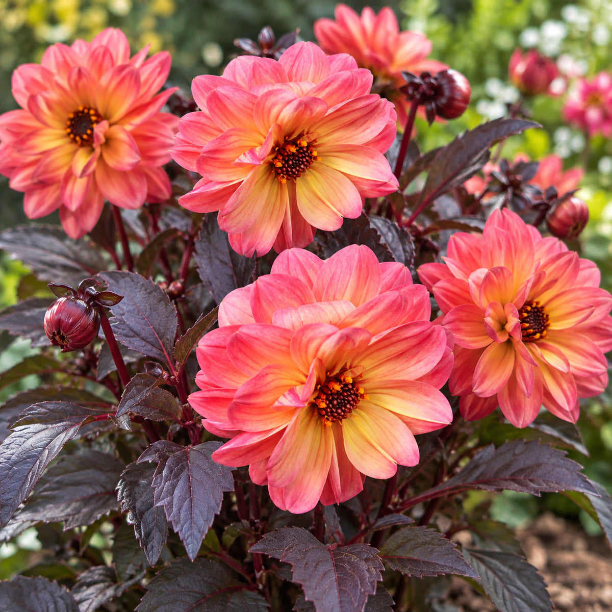 Dahlia Dreamy Inspire