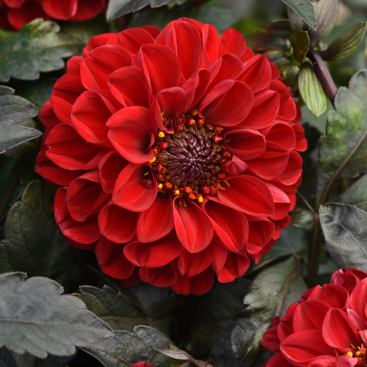 Dahlia City Lights Red