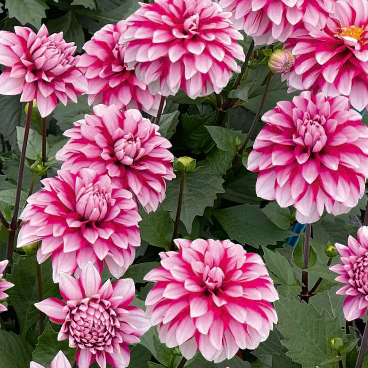 Dahlia Dalina Cherry Glow