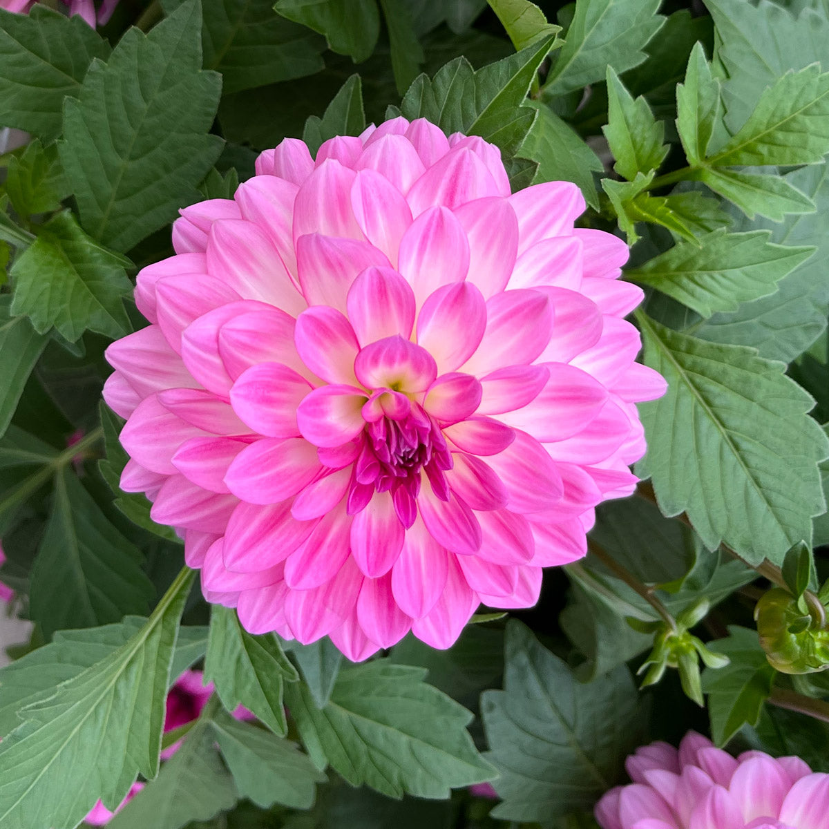 Dahlia Dalina Pink Blast