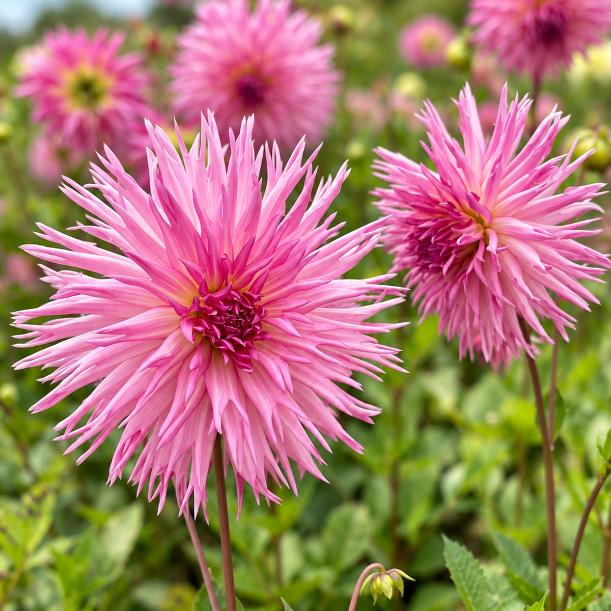 Dahlia Aitari Picardy