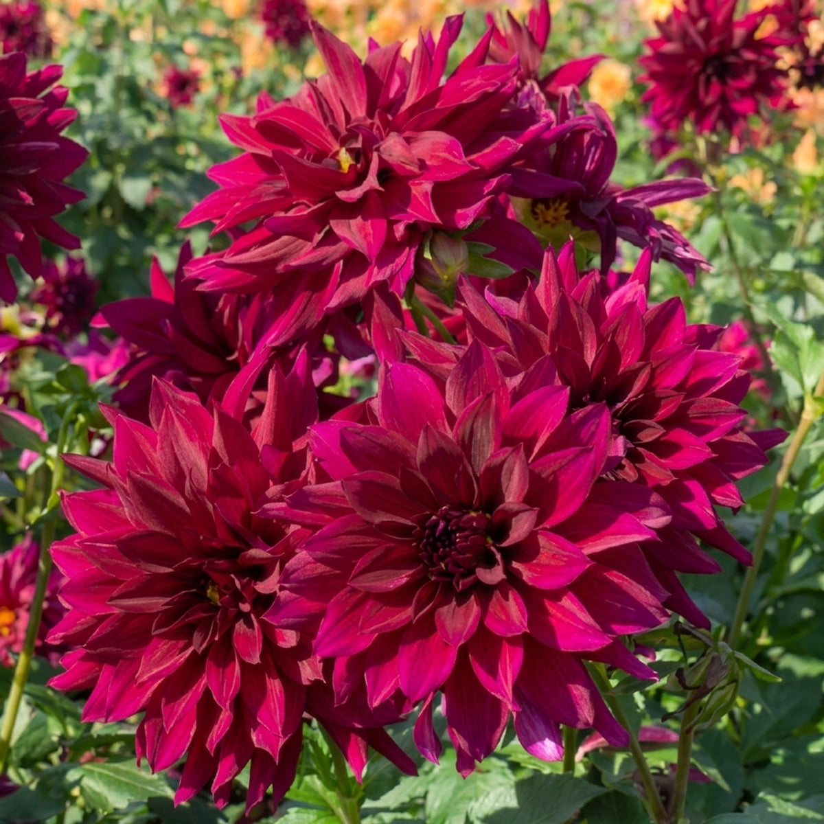 Dahlia Black Embers