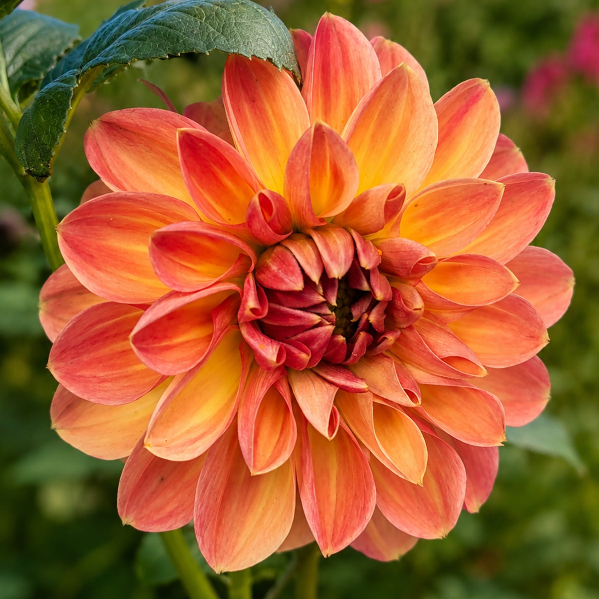 Dahlia Bronze Medallion