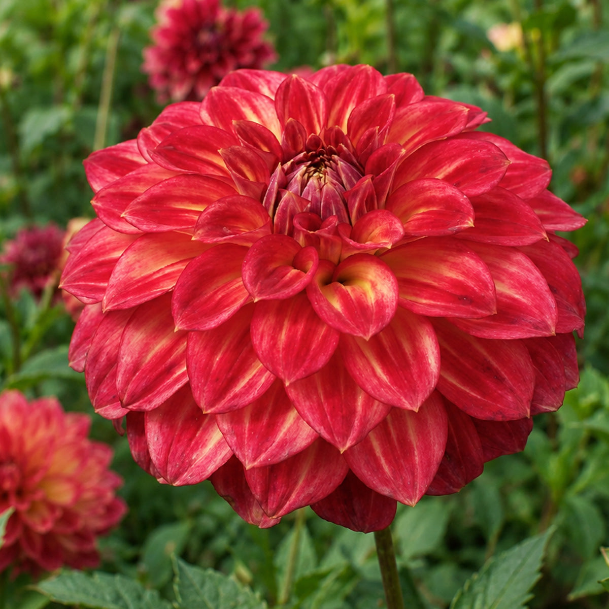 Dahlia Ciska