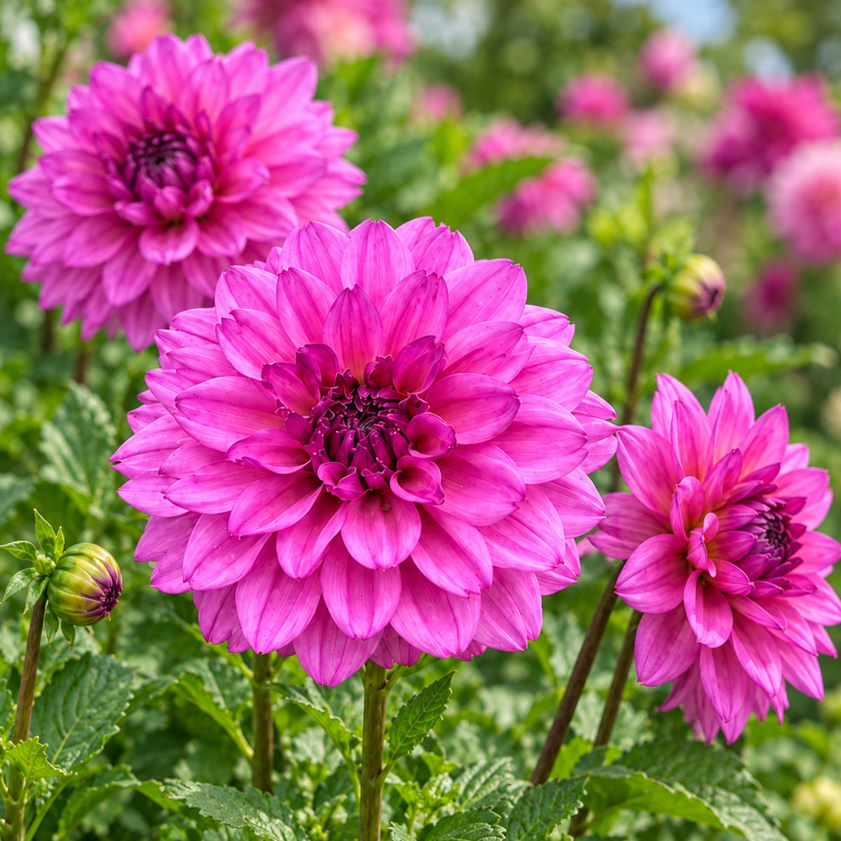 Dahlia CMC Blue