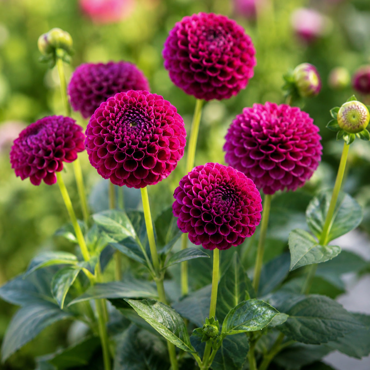 Dahlia Darkie