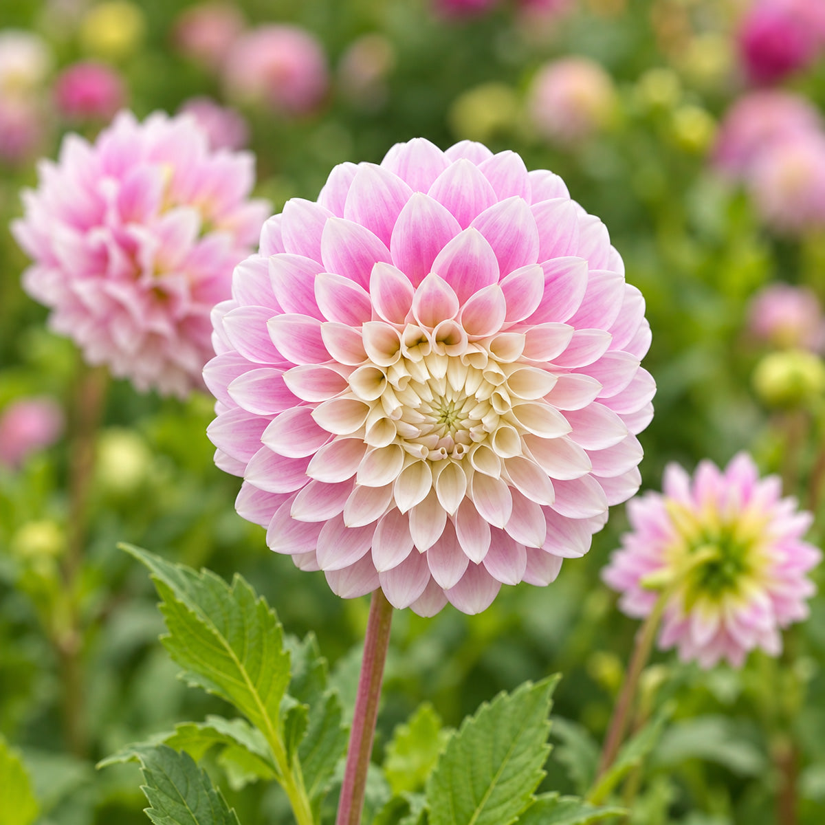 Dahlia Devon Seattle
