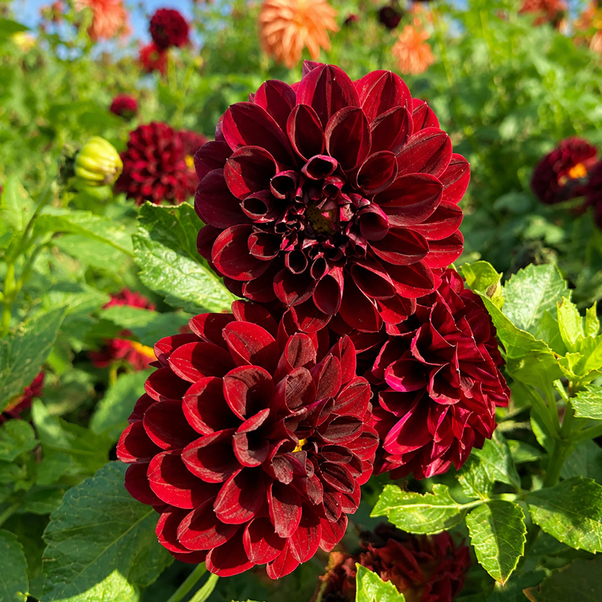 Dahlia Fernlea