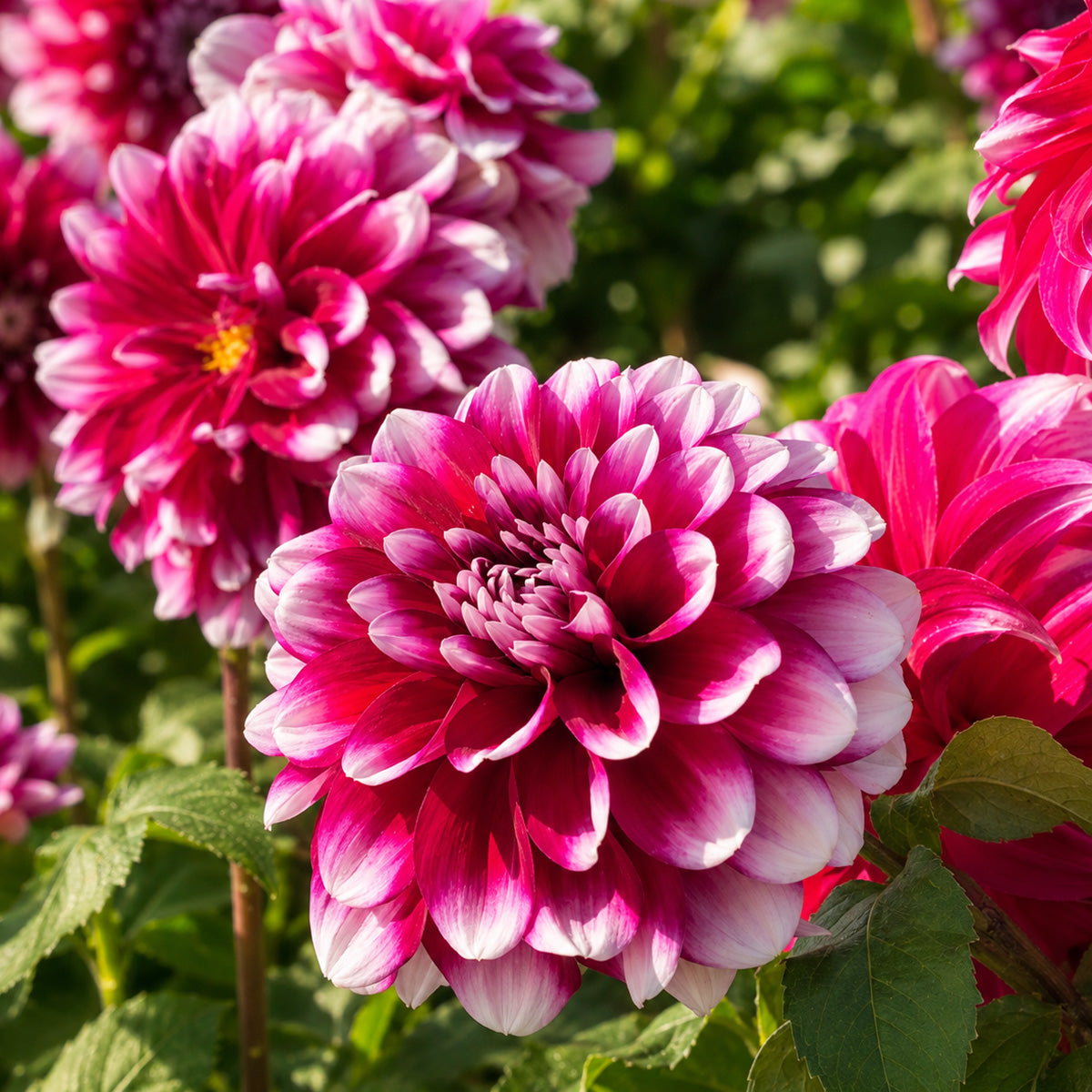Dahlia Helena