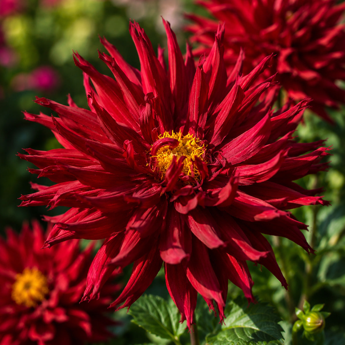 Dahlia Kenora Macop