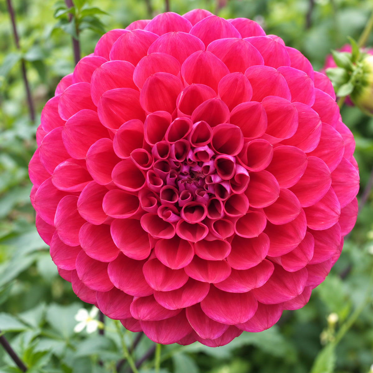Dahlia Melancholy
