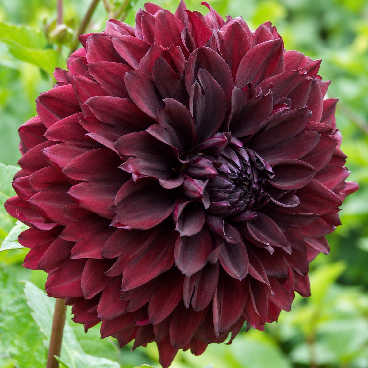 Dahlia Nugget