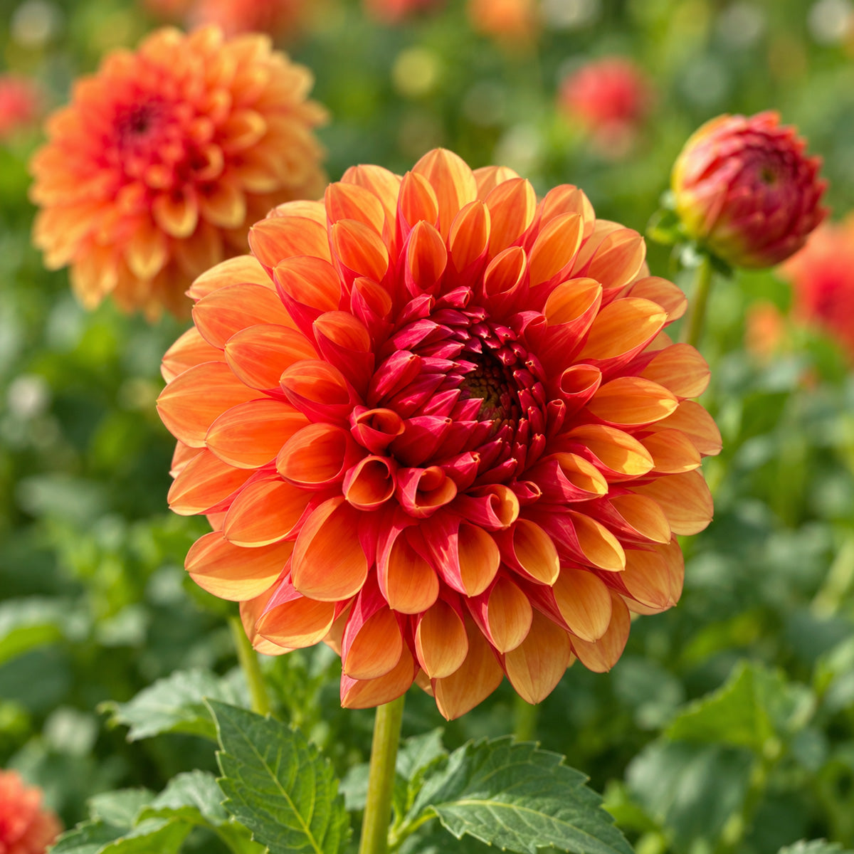 Dahlia Oranges & Lemons
