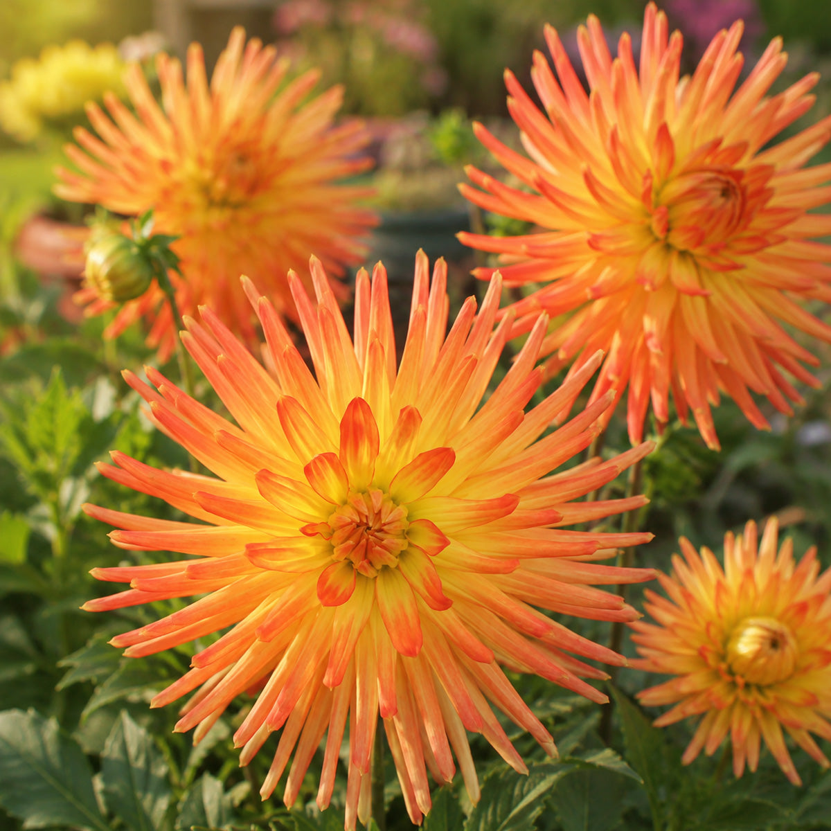Dahlia Oriental