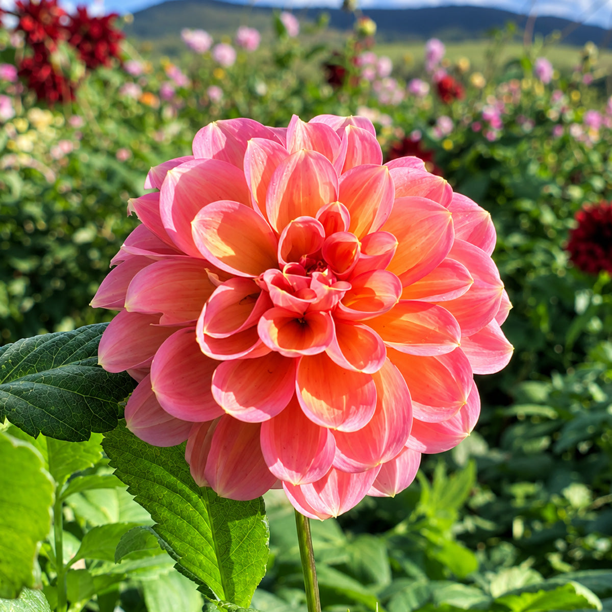 Dahlia Sunnyrose