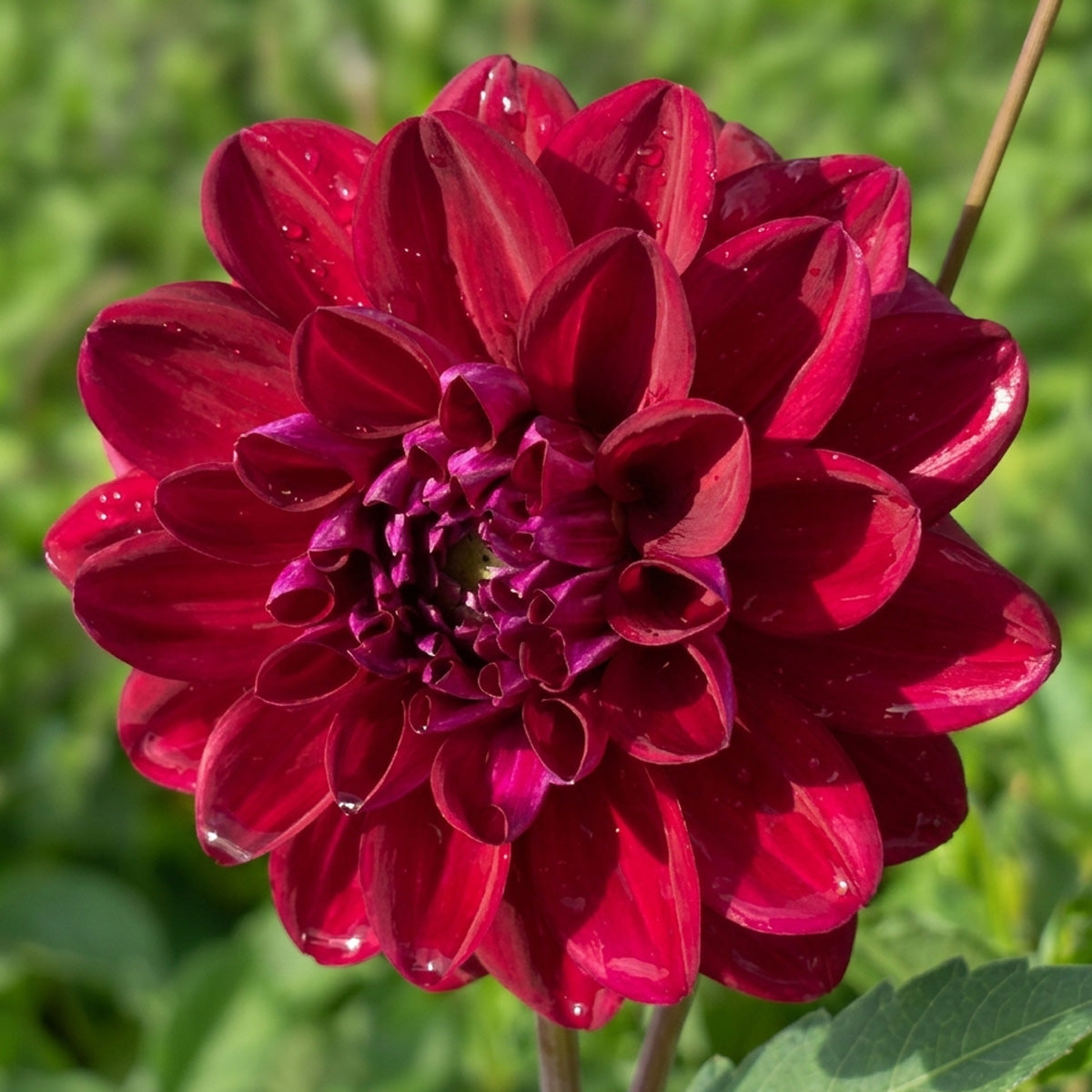 Dahlia Sultans Sire
