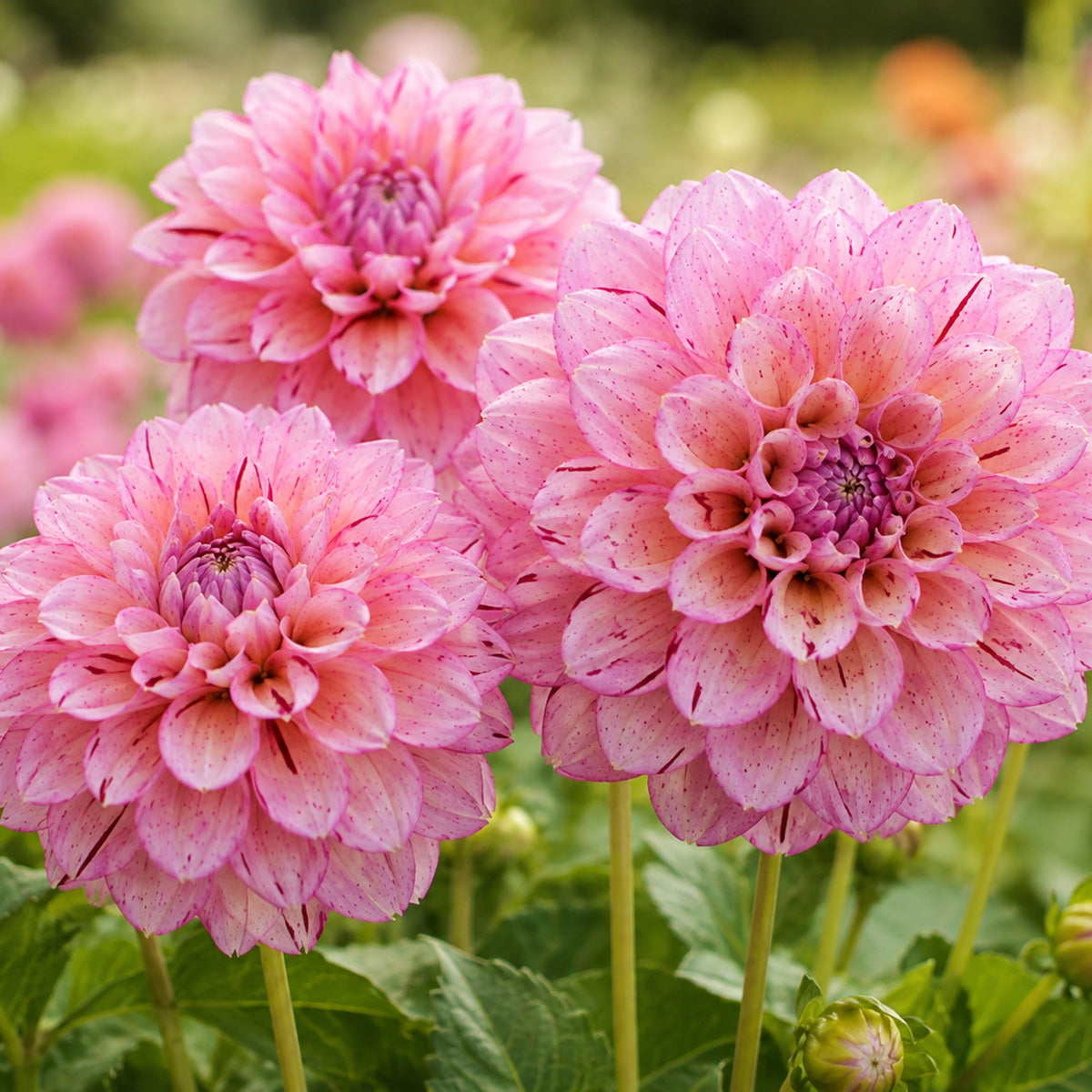 Dahlia Sultan