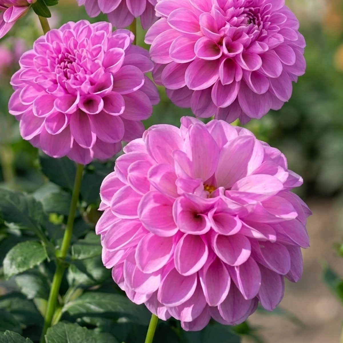 Dahlia Shirley Yeomans